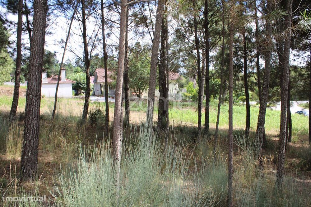 Terreno com pinhal e e mato a 15 minutos de Viseu
