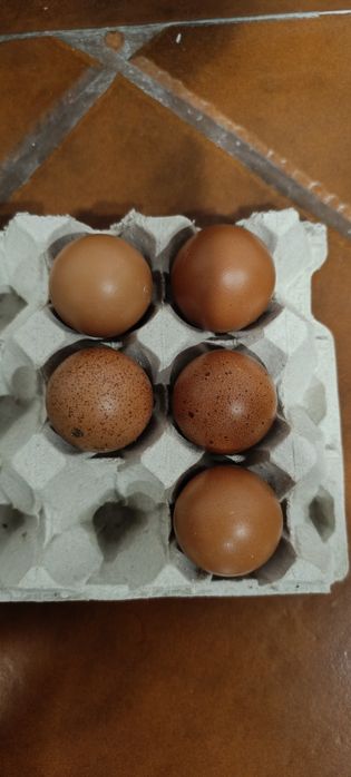 Ovos Galados Marans (Ovos de chocolate) x Pedrês