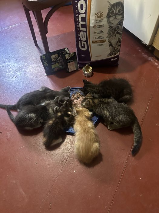 Кошенята шукають родину