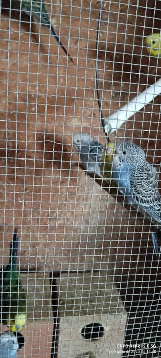 Vendo periquitos australiano