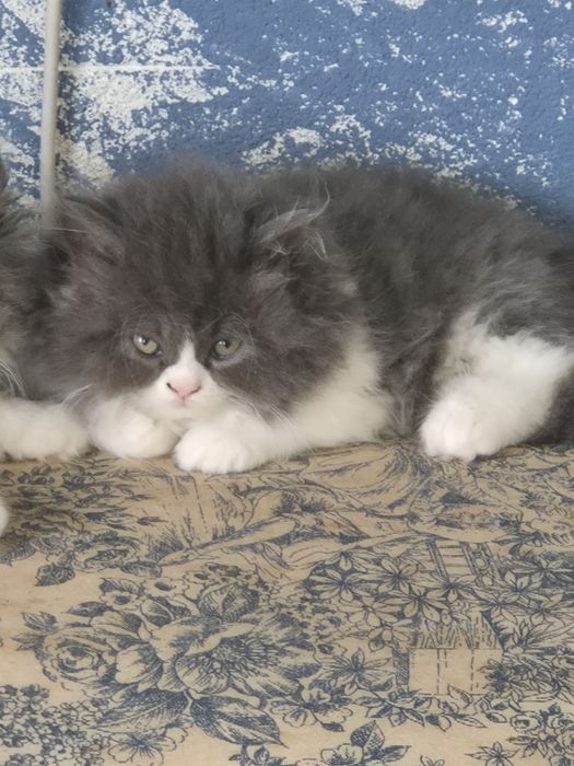 Gato persa branco e cinza