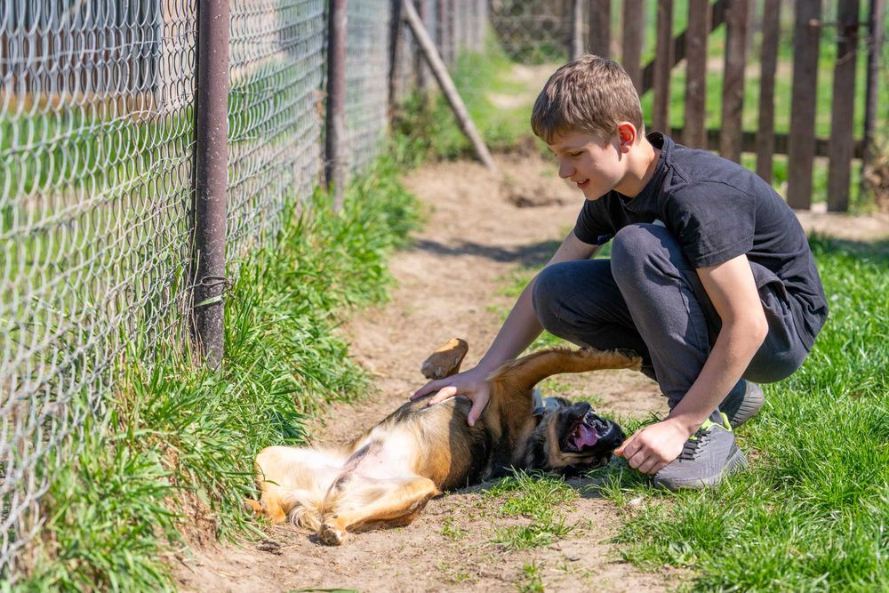 BIMBER- młody, kontaktowy pies