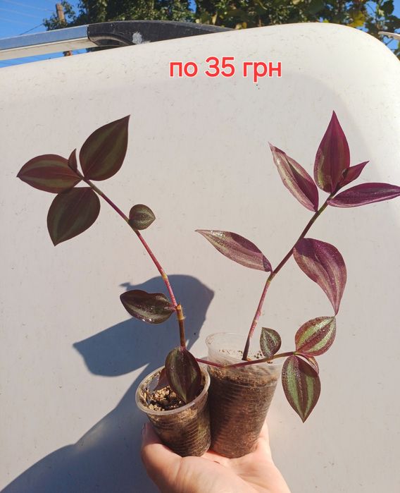 Традесканція- корисна і гарна рослина