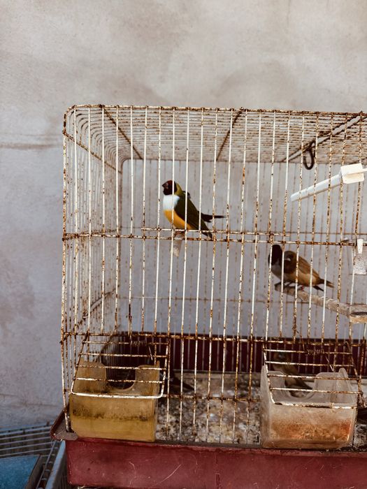 Vendo varios tipo de aves