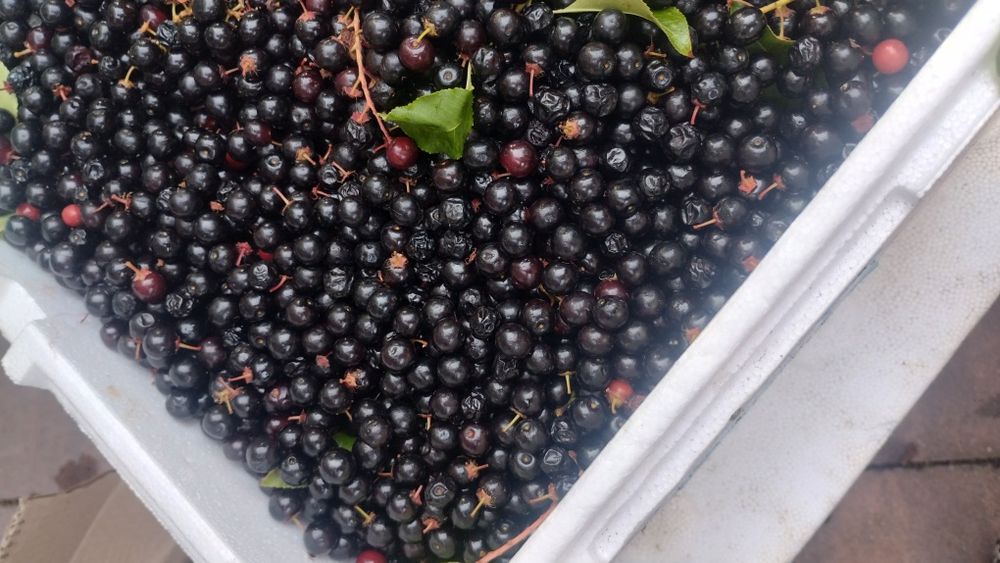 Świeża czeremcha 5 kg