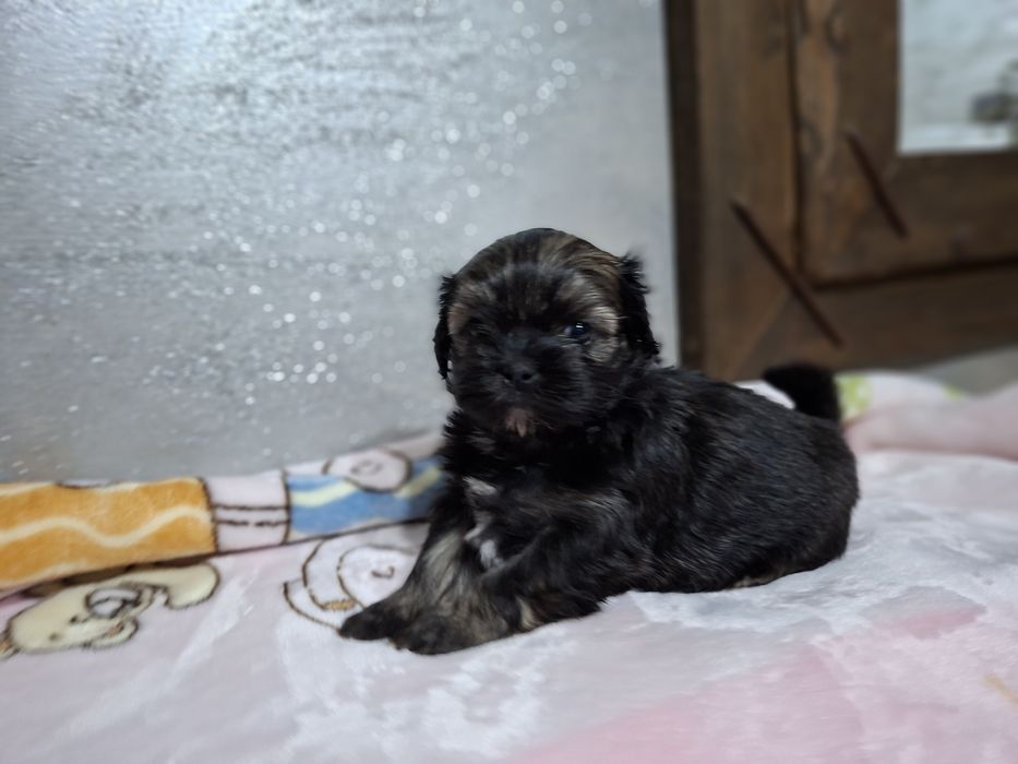 Shih-tzu mini dziewczynka