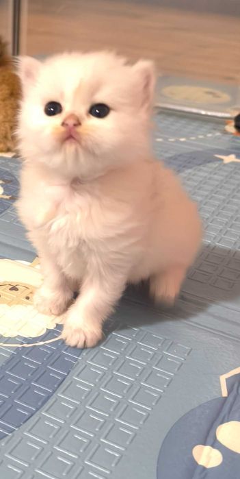 Kot brytyjski Srebrny