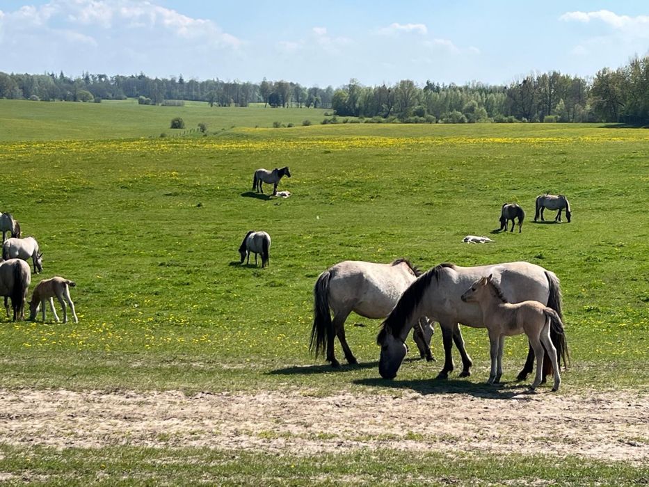 Konik Polski klaczki ogierki