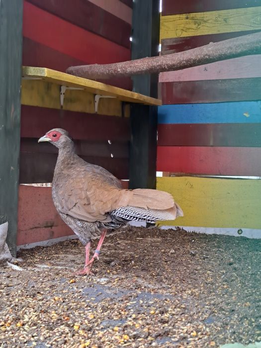 Bażanty srebrne sprzedam