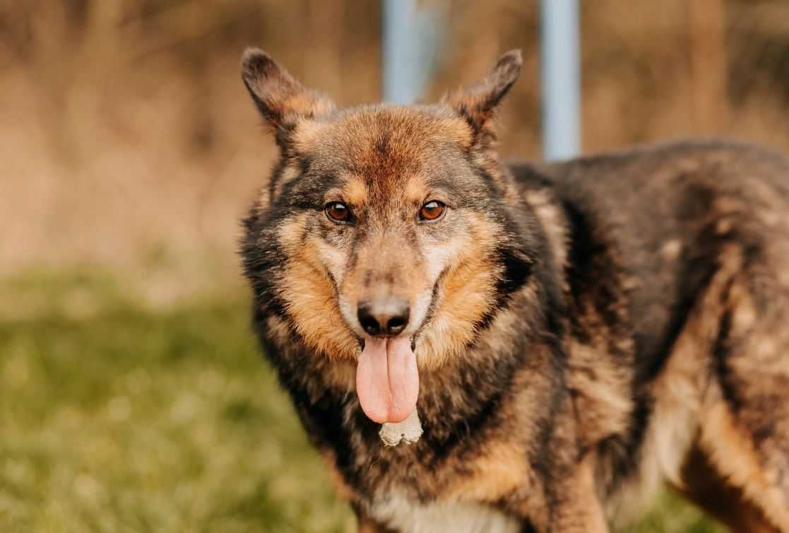 Wolfdog olx cheap
