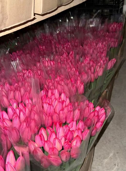 Тюльпани оптом і в роздріб, швидка доставка по Україні