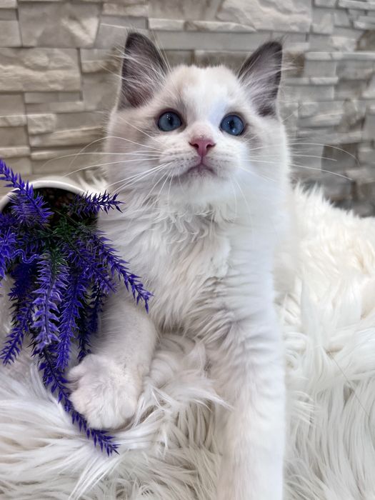 Ragdoll kocur Alex , rodowod FPL.