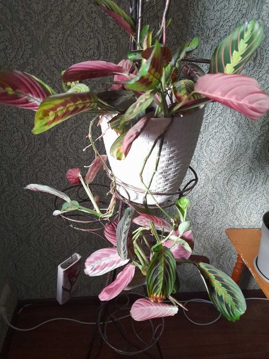 Продам Маранта вазон