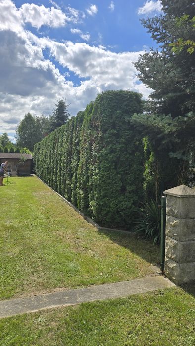 Ogrodnik Wycinka drzew Usługi ogrodnicze