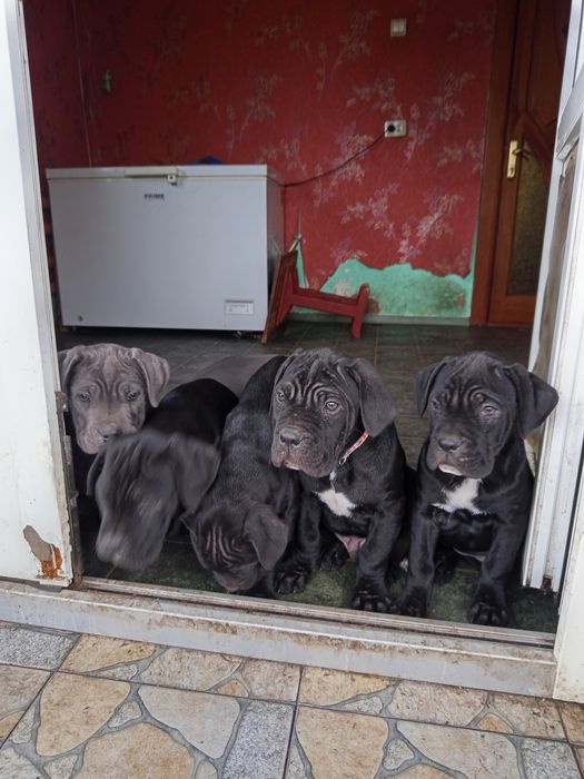 Цуценята Кане-корсо народилися 2 вересня