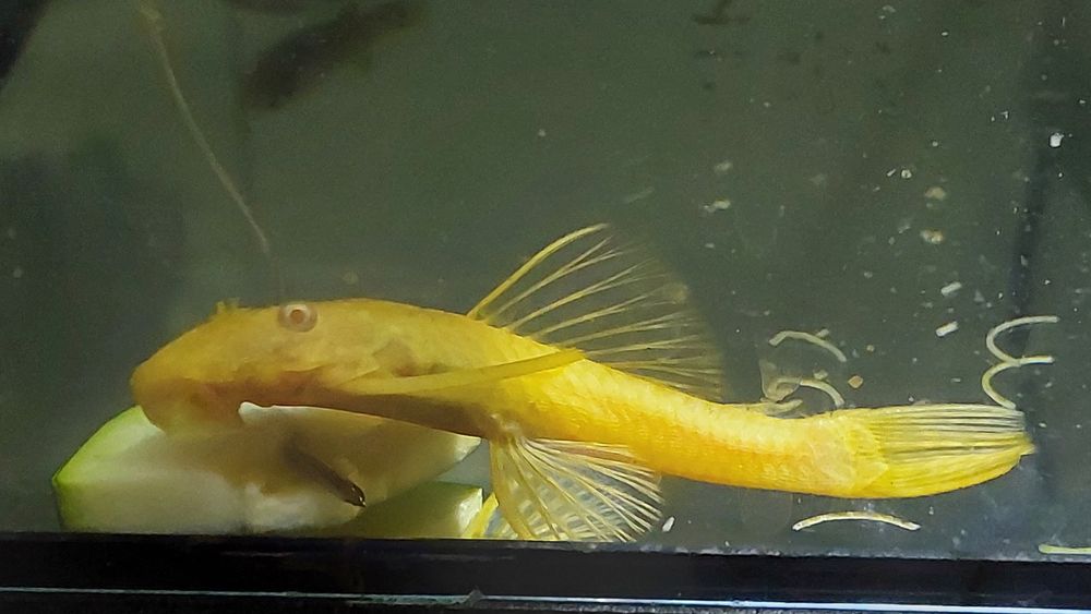 Ancistrus  sp. Gold albinos