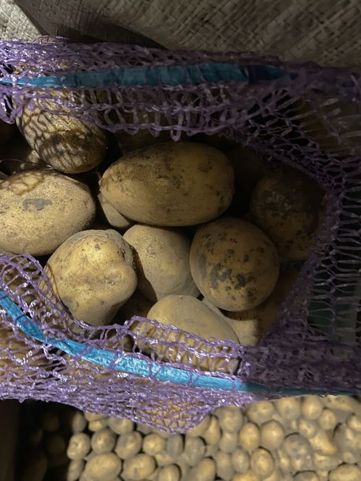 Картопля крупна, насіньова, дрібна.