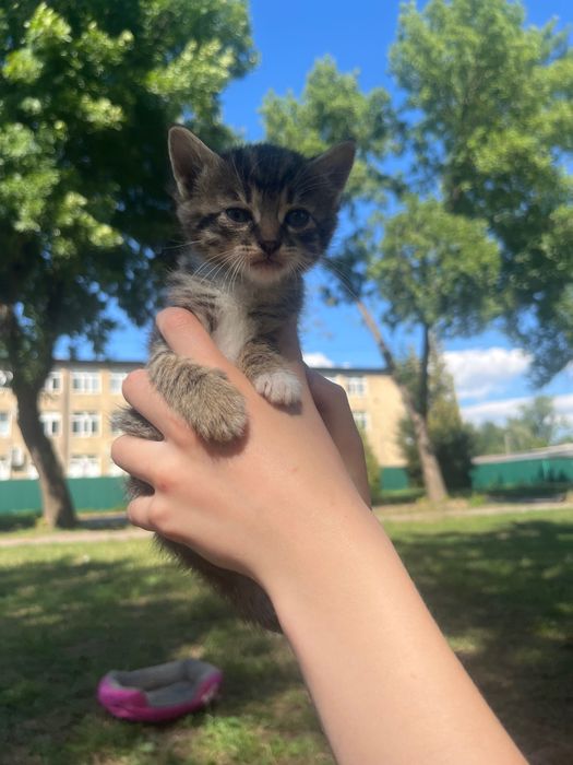 кошенята в добрі руки