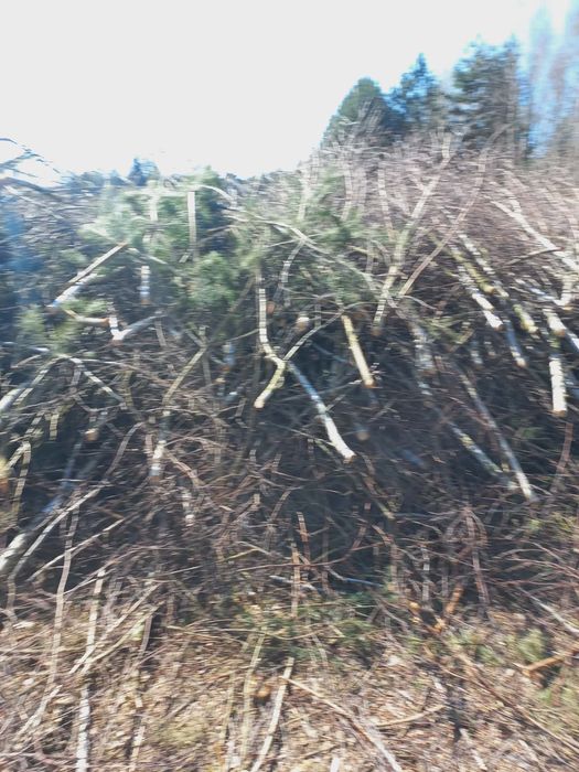 Drzewo brzoza opałowe gałęzie