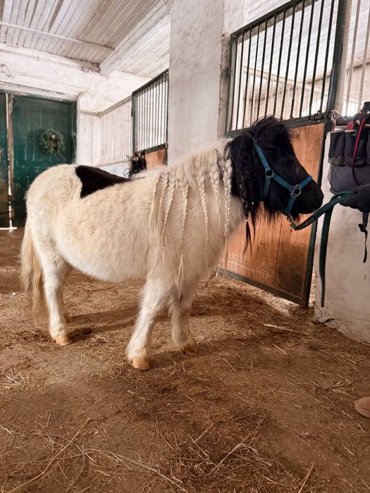 Продам пони, кобылка