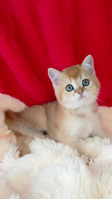 Зеленоглазый котик золотая шиншилла