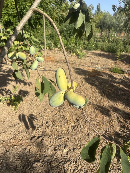 PawPaw saqueta com 10 sementes. O preço inclui portes CTT.