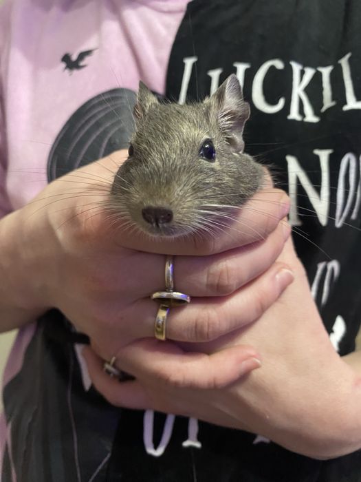 Koszatniczki za darmo