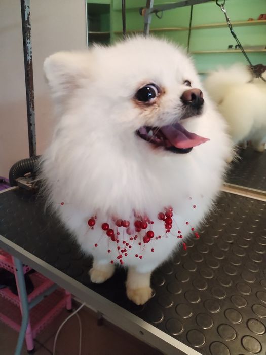 Вычесывание шпицов)) экспресс -линька