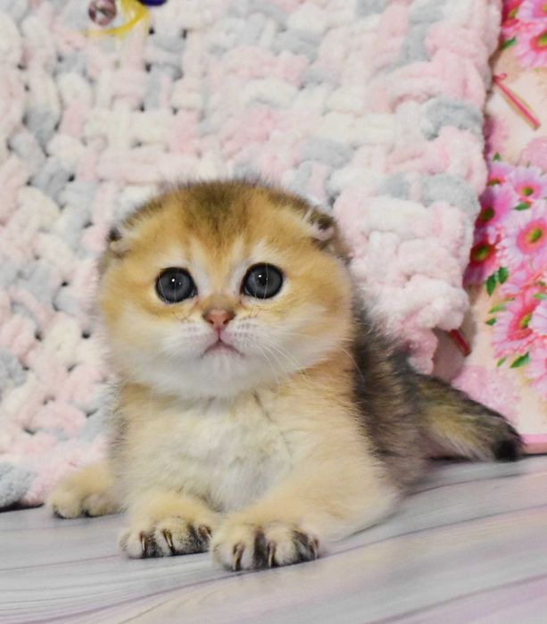 Шотландські висловухі Золоті зеленоокі дівчатка Габріела та Грація