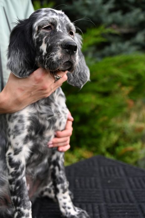 Англійський сетер