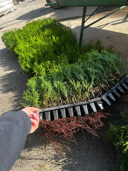 Продам саджанці туї
«Смарагд»  10 гр опт від 1000 шт