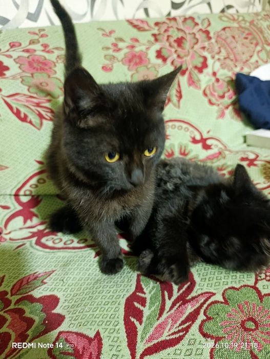 Хлопчики шукають дім! Кіт, коти
