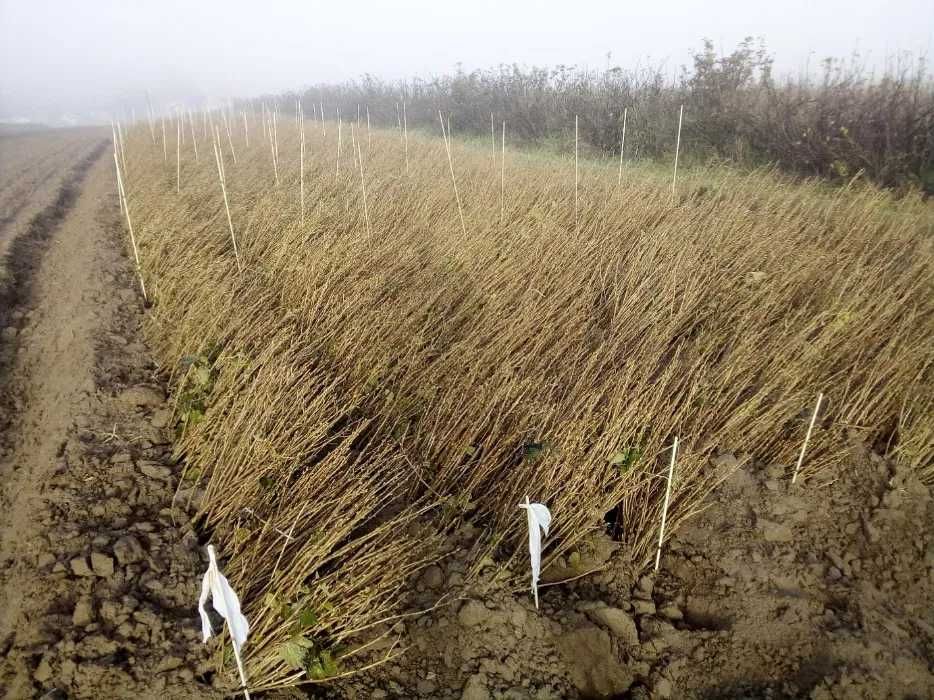 Czarna porzeczka Sadzonki: Tisel, Tihope, Ruben, Gofert, Polben