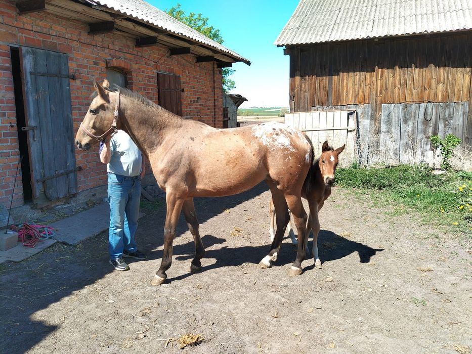 Klacze małopolskie