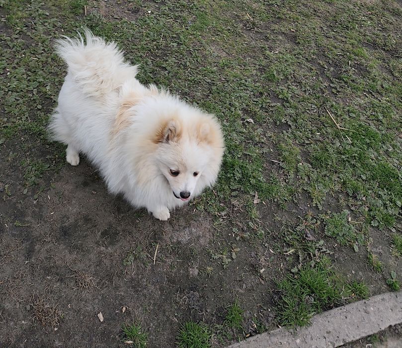 Szpic miniaturowy pomeranian