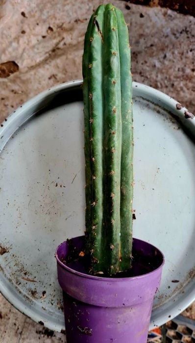 CATUS CACTUS "Trichocerus pachanoi" San Pedro.