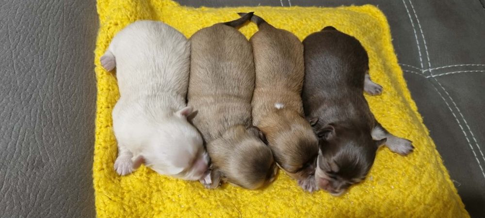 Chihuahua macho puro