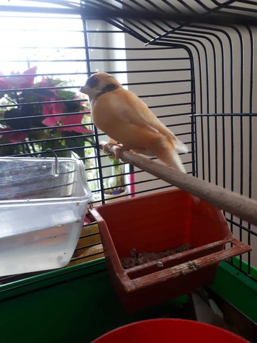 kanarek  samiec samczyk pięknie śpiewa sprzedam lub zamienię na samicę