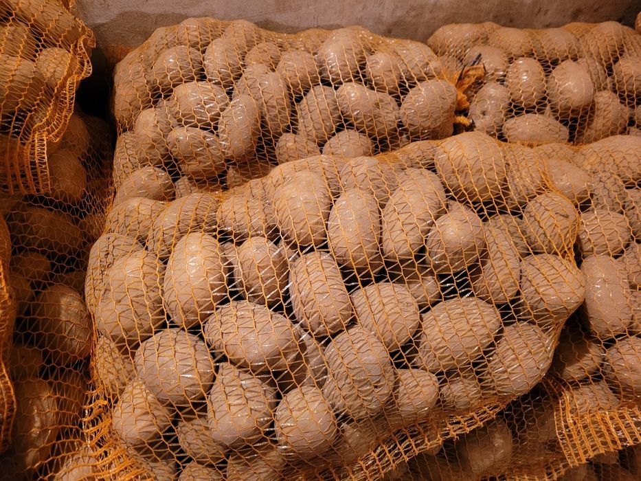 Ziemniaki, kapusta, kalafior, pomidory, ogórki, marchew, cebula