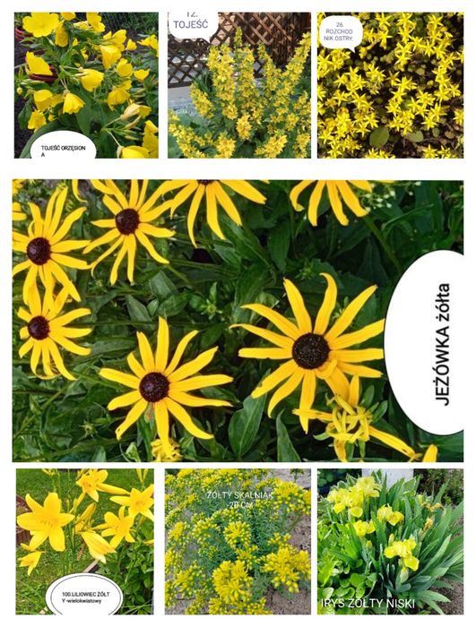 Sadzonki kwiatów wieloletnich i zimujących