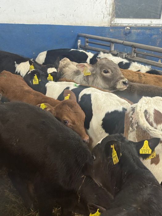 Sprzedam odsadki Limousine Wyszków