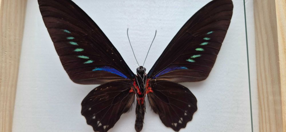 Motyl w gablotce Trogonoptera trojana na ścianę otwierana