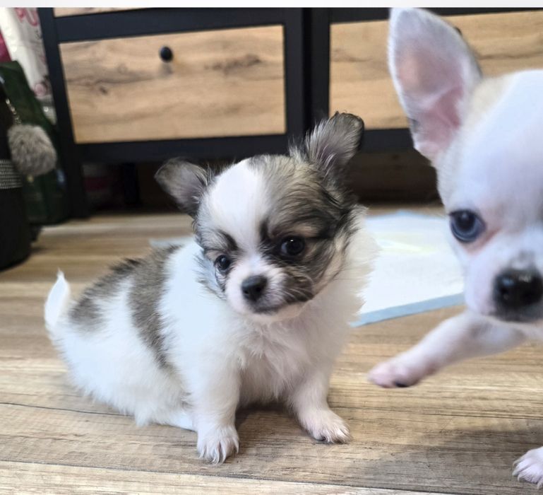 Chihuahua zapowiedz miotu-rezerwacje  chihuahua