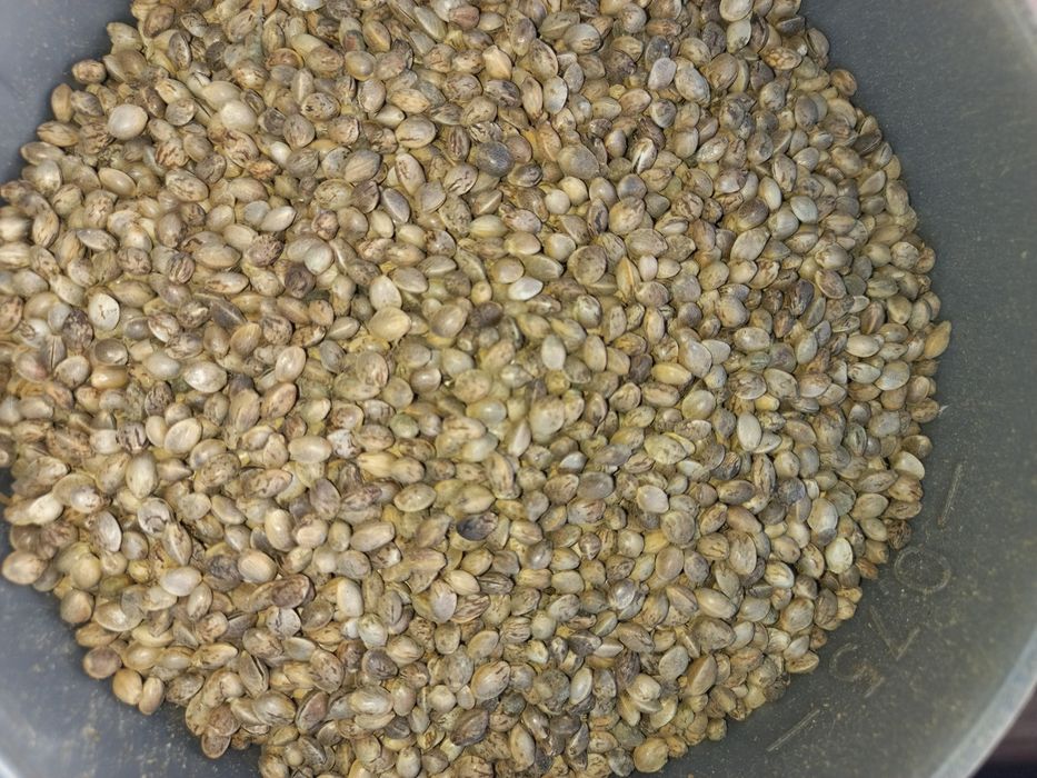 Коноплі насіння для їжи, риболовлі, годування птахів