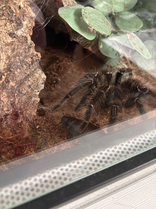Ptasznik Lasiodora Parahybana