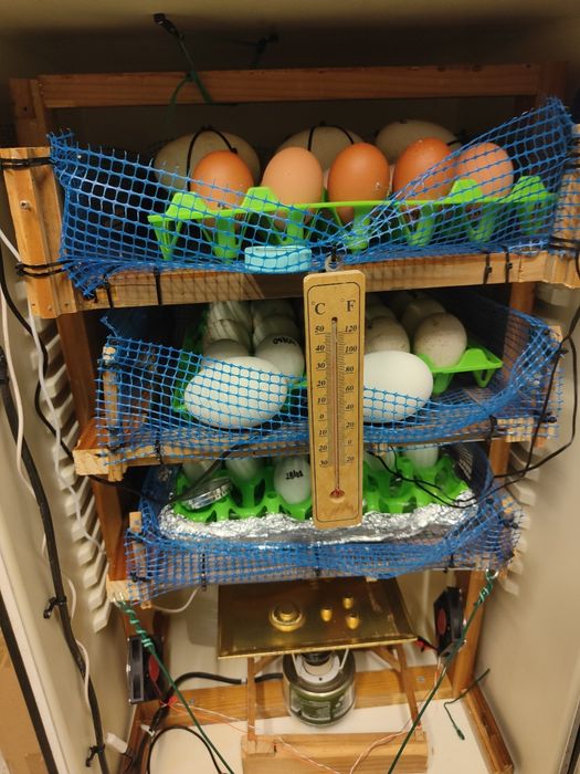 Ovos galados de patos corredores da Índia *LER DESCRIÇÃO*