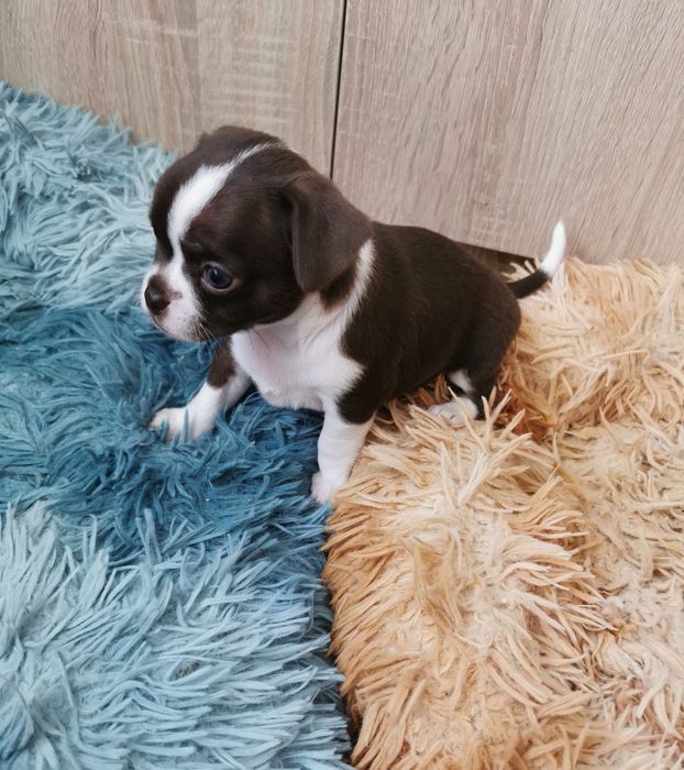 Suczka Chihuahua