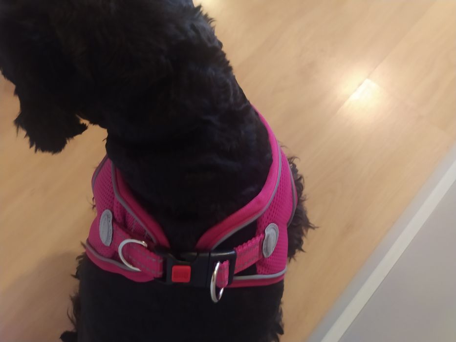 Coleira Nova para cão porte pequeno