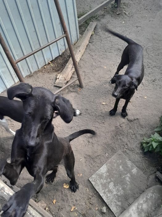 Щенята 4 дівчинки