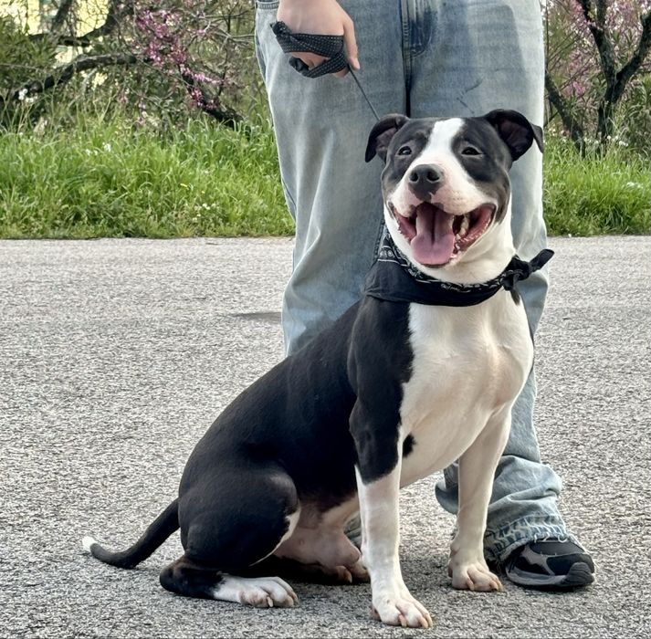 Pit bull para castração e adoção